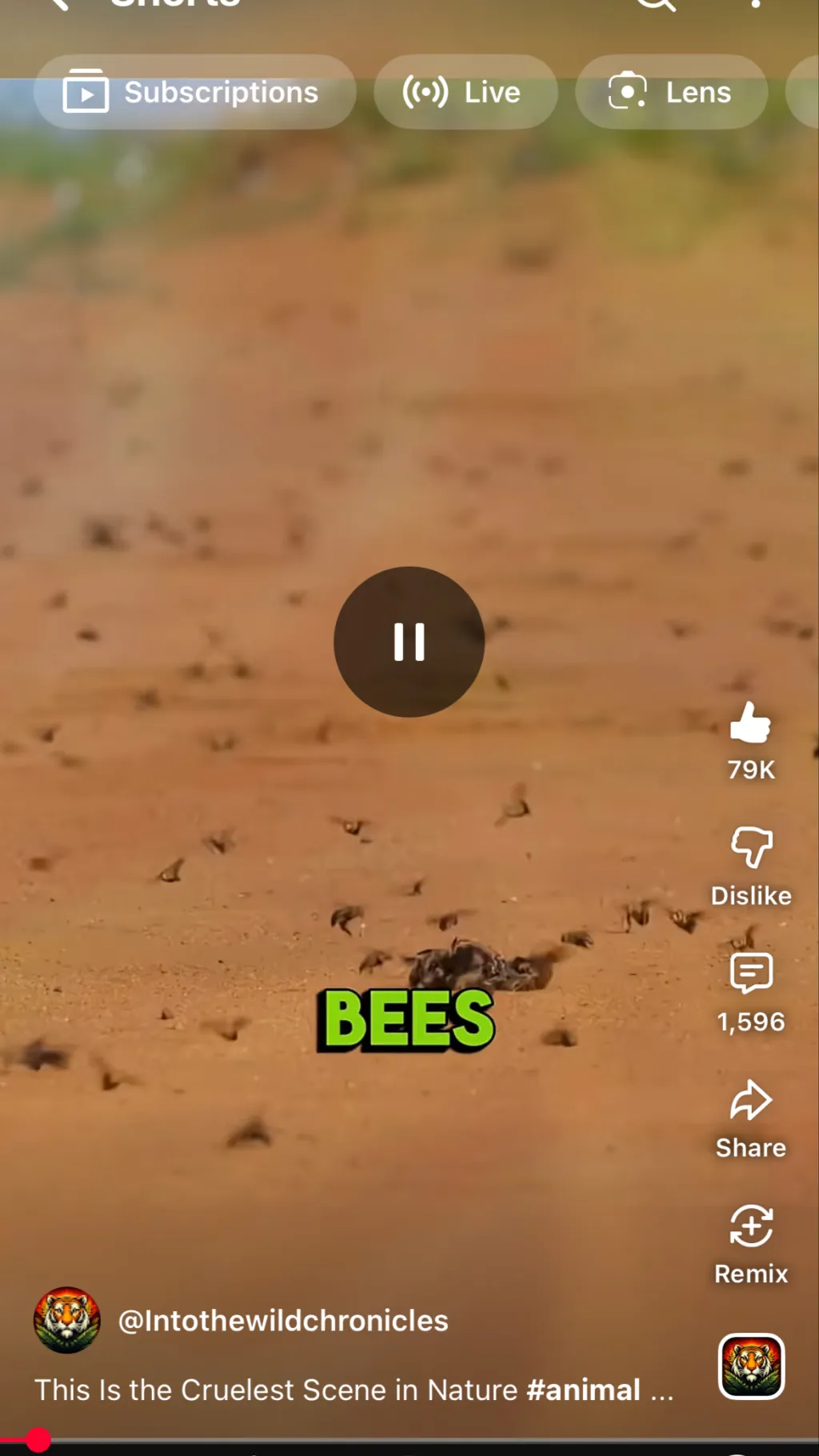 ai character: Bee mating season  background