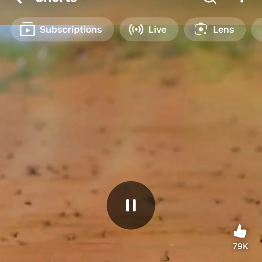 chat with ai character: Bee mating season 