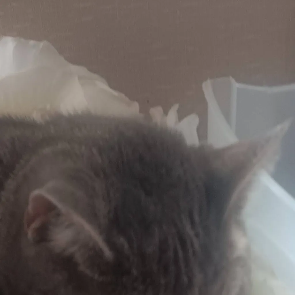 chat with ai character: Cat