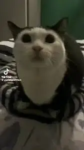 ai character: aw aw aw aw cat background