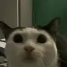 chat with ai character: aw aw aw aw cat