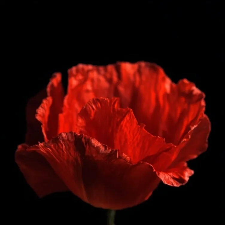 chat with ai character: Poppy playtime