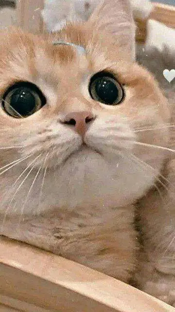 ai character: ☆star☆ background