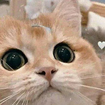 chat with ai character: ☆star☆