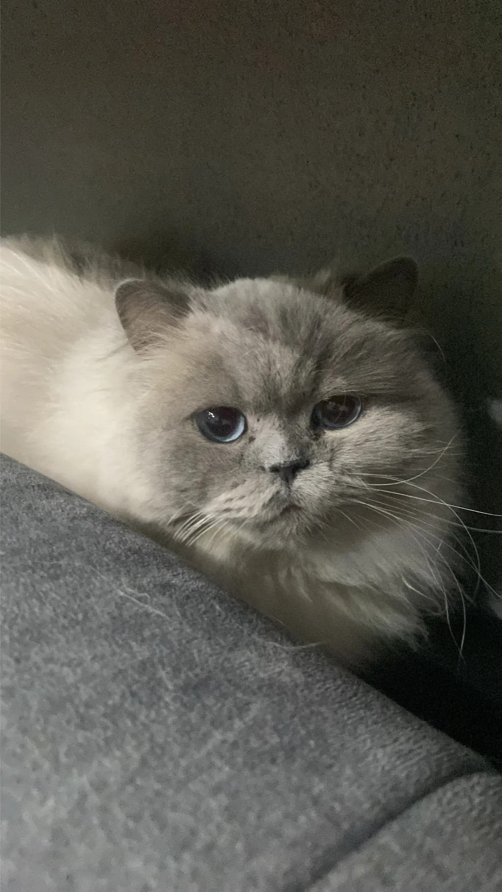 ai character: ✰𝕄𝔸ℝℕ𝕀𝔼✰ background