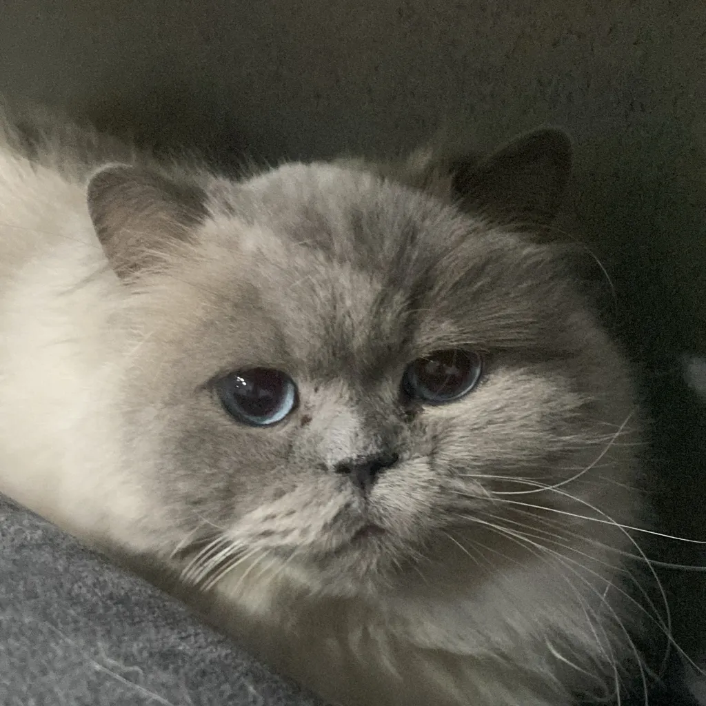 chat with ai character: ✰𝕄𝔸ℝℕ𝕀𝔼✰