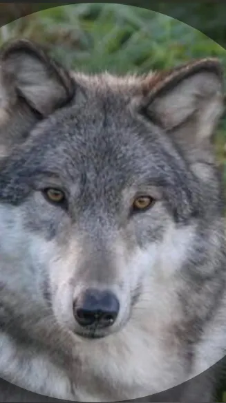 ai character: Wolf matting background