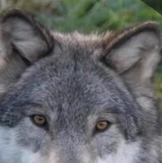 chat with ai character: Wolf matting