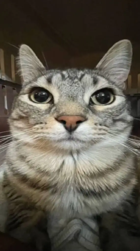 ai character: simga background