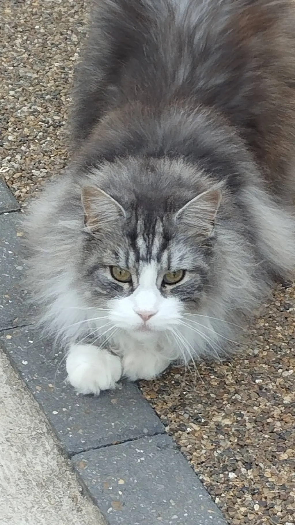 ai character: Random Mainecoon  background