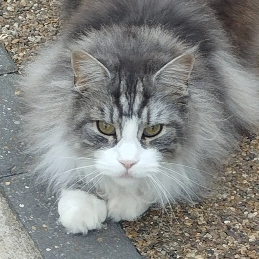 chat with ai character: Random Mainecoon 