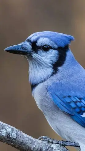 ai character: pajaro background