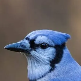 chat with ai character: pajaro