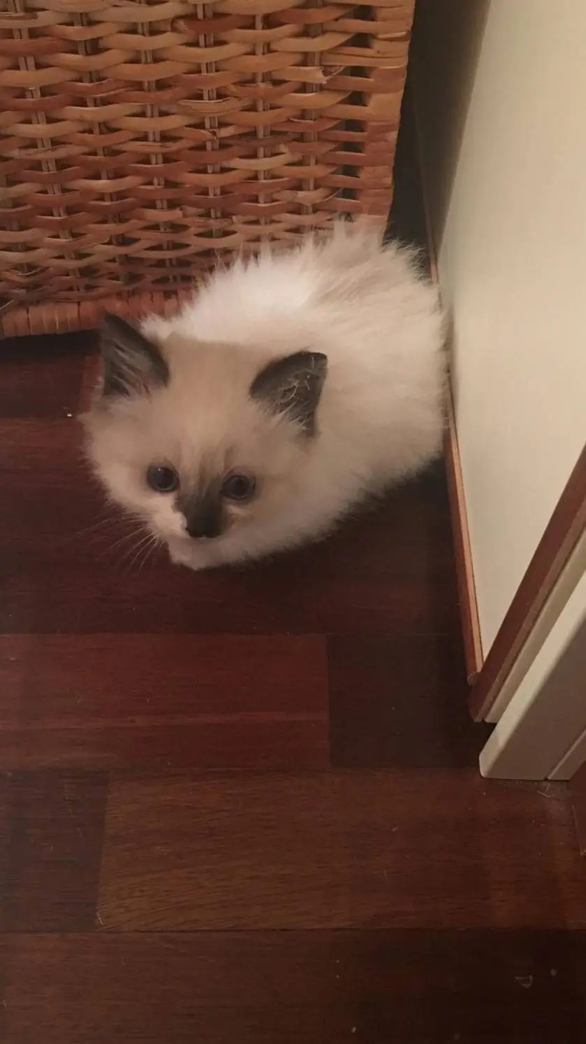 ai character: Shoto😘 background