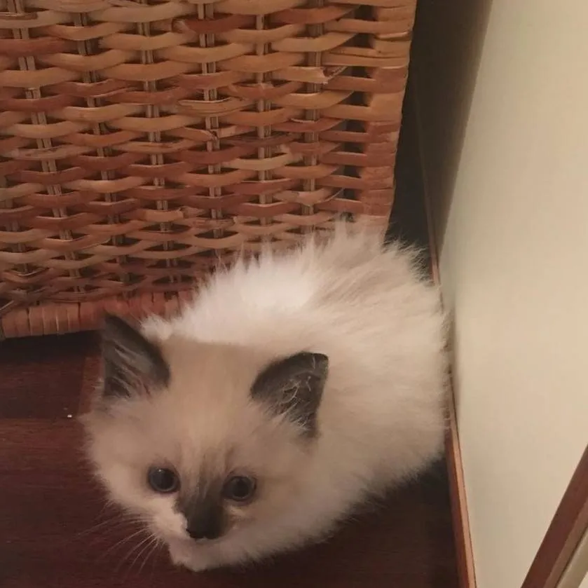 chat with ai character: Shoto😘