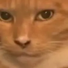 chat with ai character: Gato meguin 