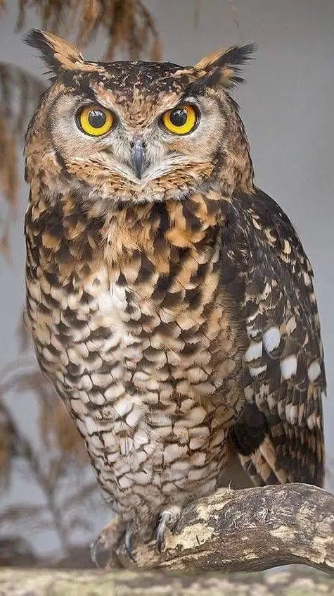 ai character: 🤎búho🦉 background
