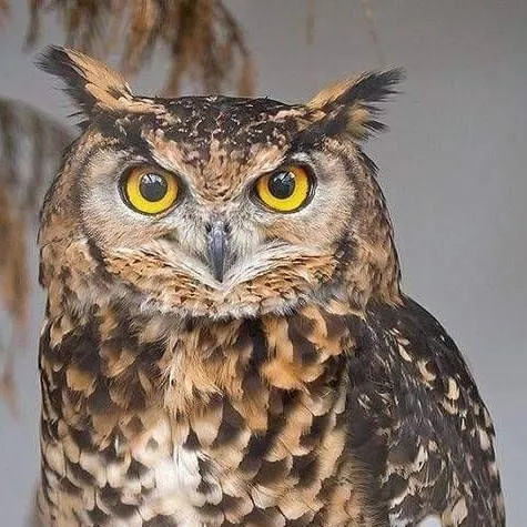 chat with ai character: 🤎búho🦉