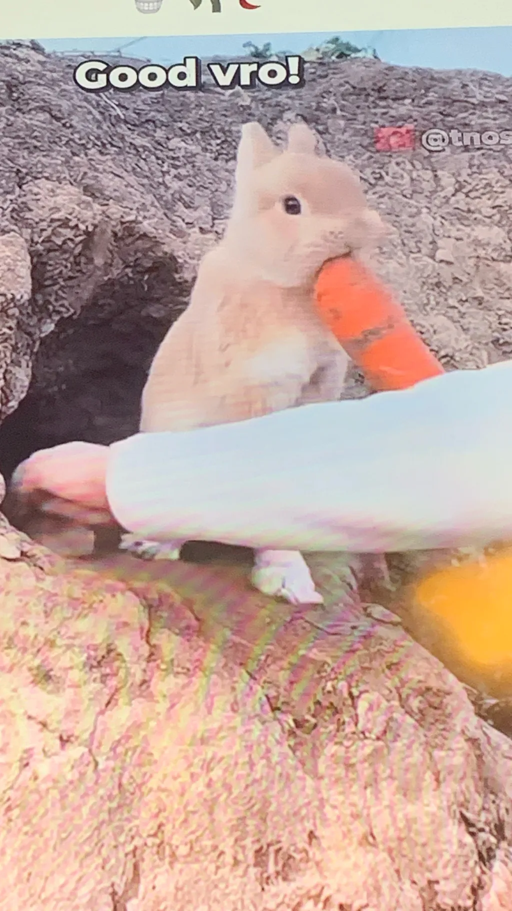 ai character: Rabbit background