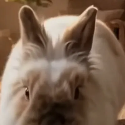 chat with ai character: Rabbit