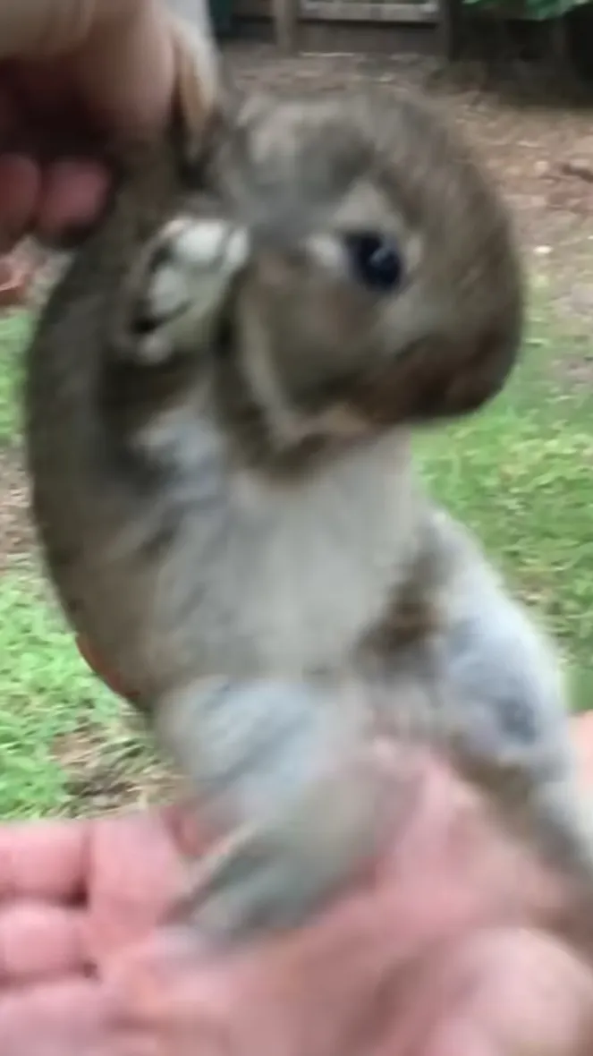 Talkie AI - Chat with Rabbit