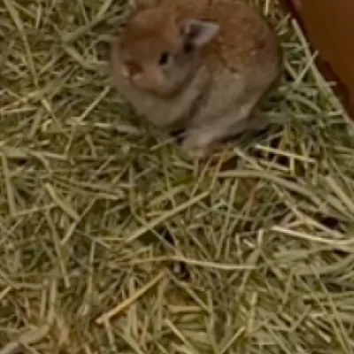 chat with ai character: Rabbits