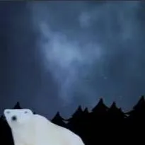 chat with ai character: §4 ICE BEAR 2026