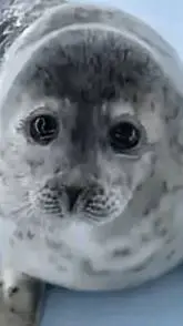 ai character: dandy's world ⭐ background