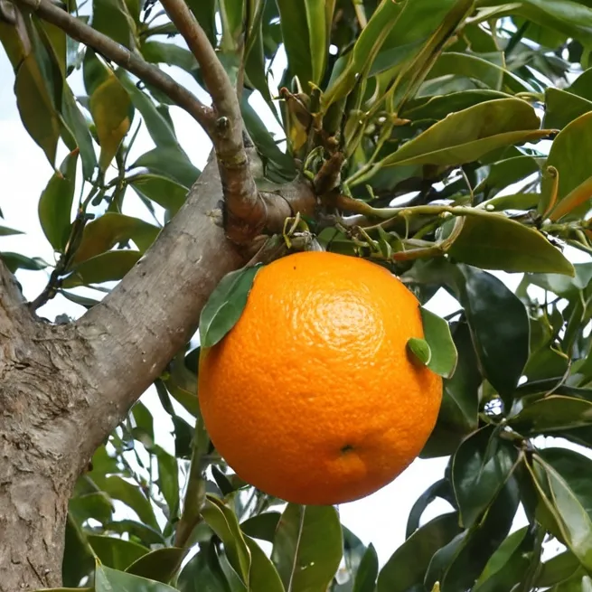 chat with ai character: naranja