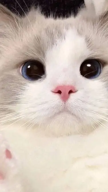 ai character: Ur cat background