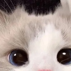 chat with ai character: Ur cat