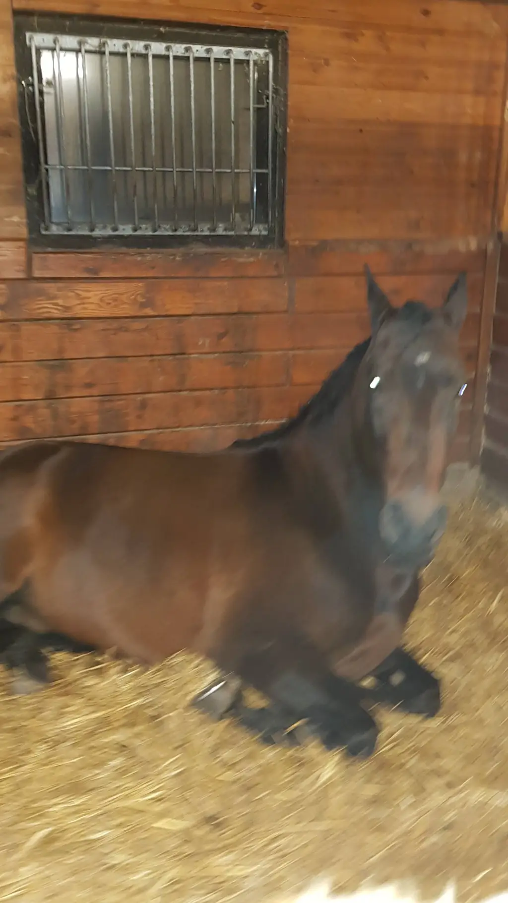 ai character: The horse(Loppan) background