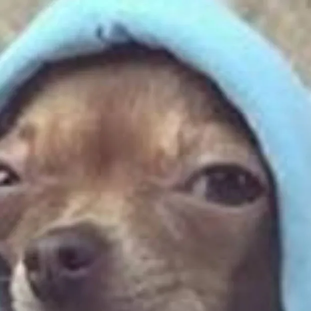 chat with ai character: dog