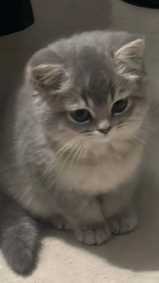 ai character: your cat background