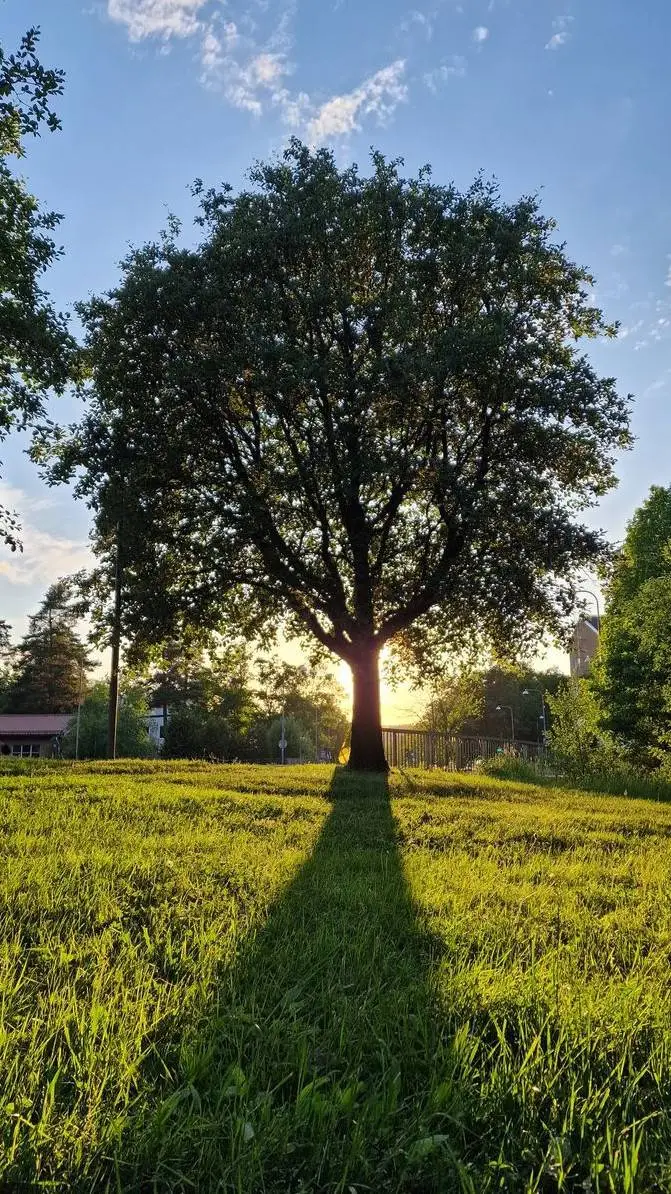 ai character: Tree background