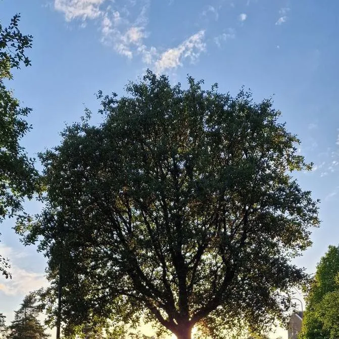 chat with ai character: Tree