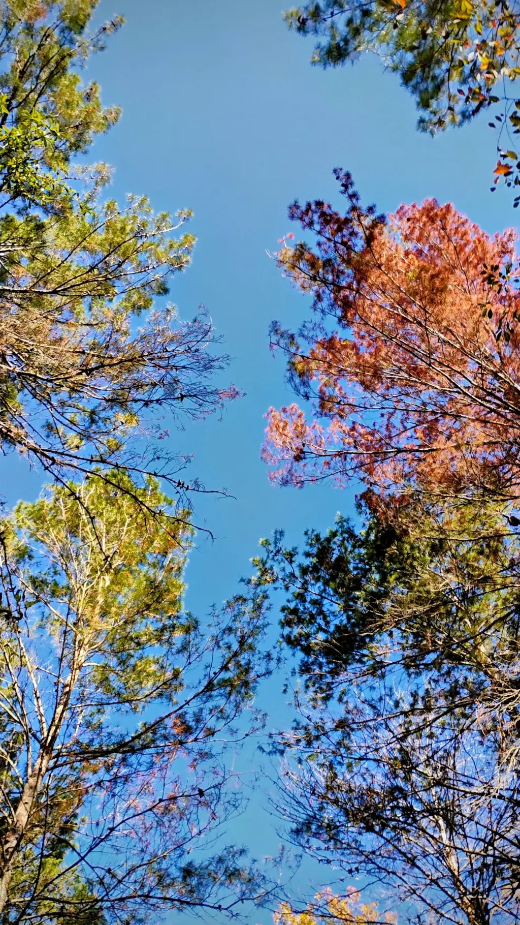 ai character: bakugo  background