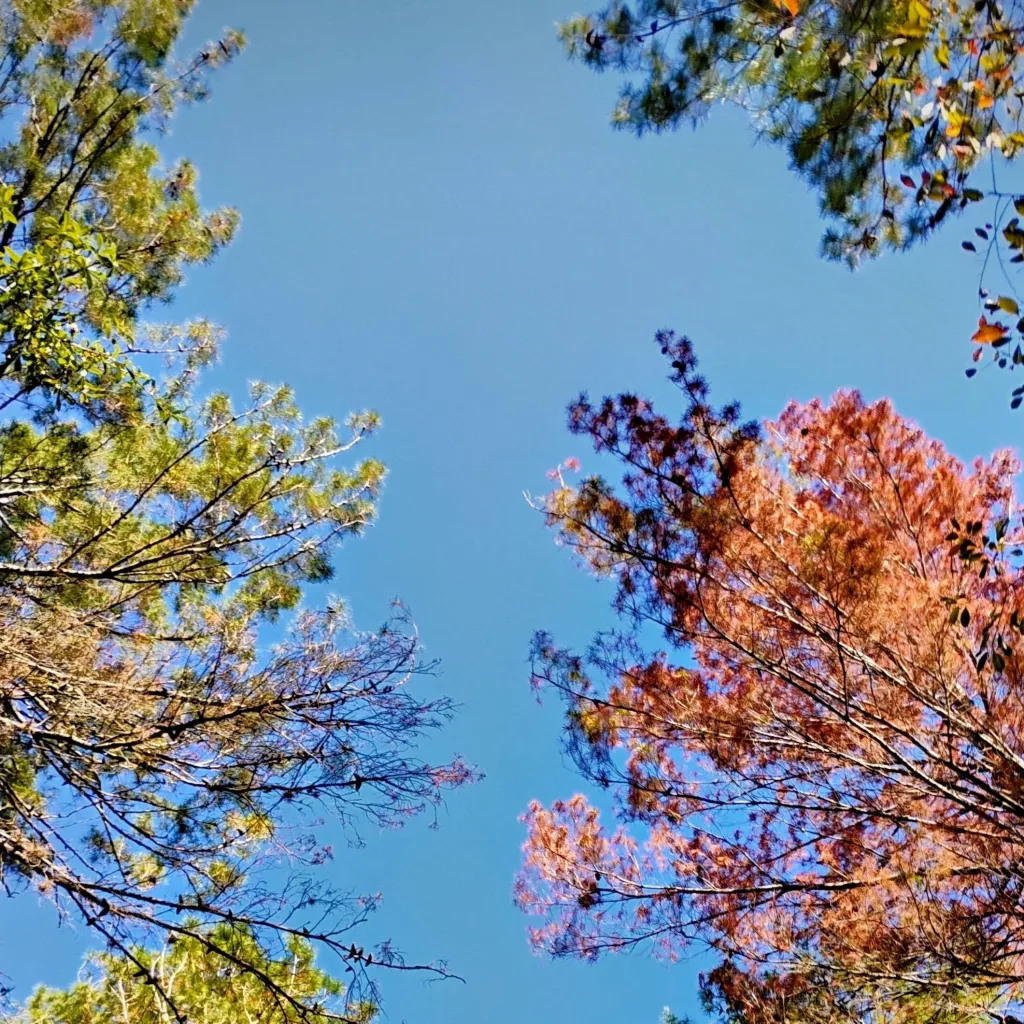 chat with ai character: bakugo 