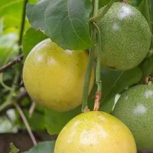 chat with ai character: Blox Fruits(fruta)