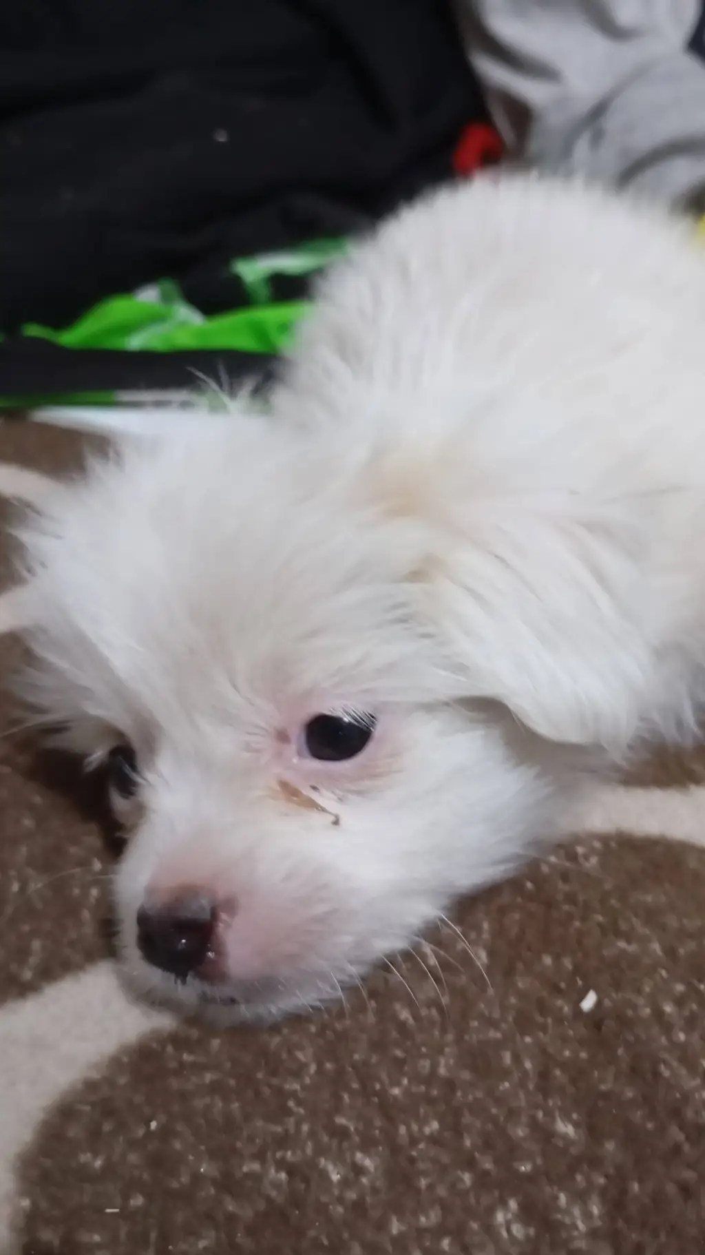 ai character: dog sis background