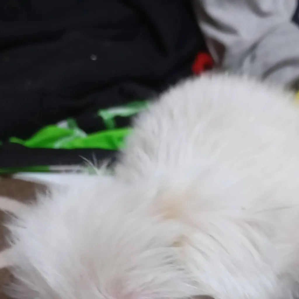 chat with ai character: dog sis