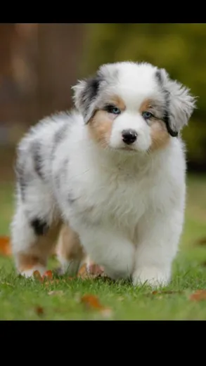 ai character: Pup academy! background