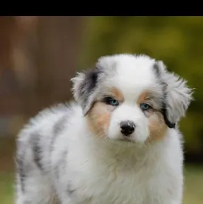 chat with ai character: Pup academy!