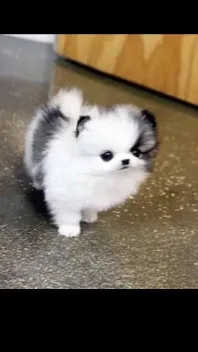 ai character: Pup academy 2! background