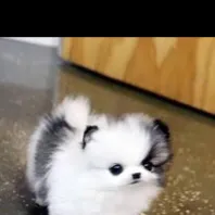 chat with ai character: Pup academy 2!