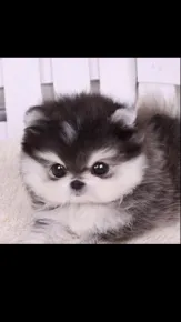 ai character: Pup academy 4 background