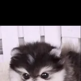 chat with ai character: Pup academy 4