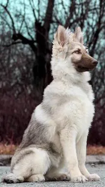 ai character: Pup academy 5 background