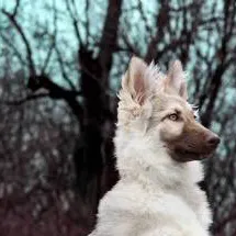 chat with ai character: Pup academy 5