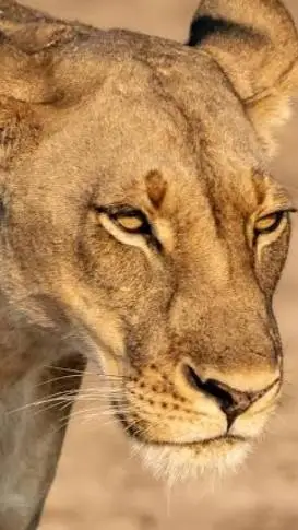 ai character: lioness  background